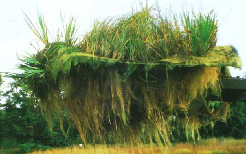 Sumpf-Pflanzenwurzeln in nährstoffarmen Gewässer, nach ca. 3 Jahren, Headley and Tanner 2006